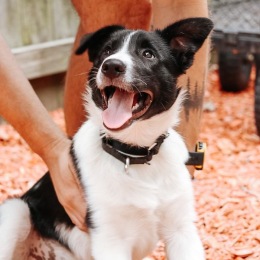 a person holding a dog