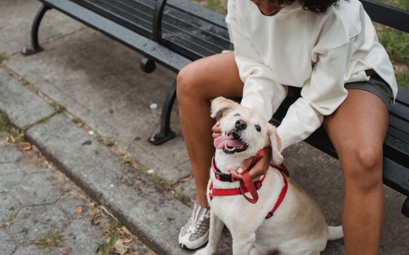 a person sitting on a bench with a dog